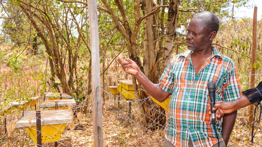 Kirinyaga Farmers Reap Big From Apiculture