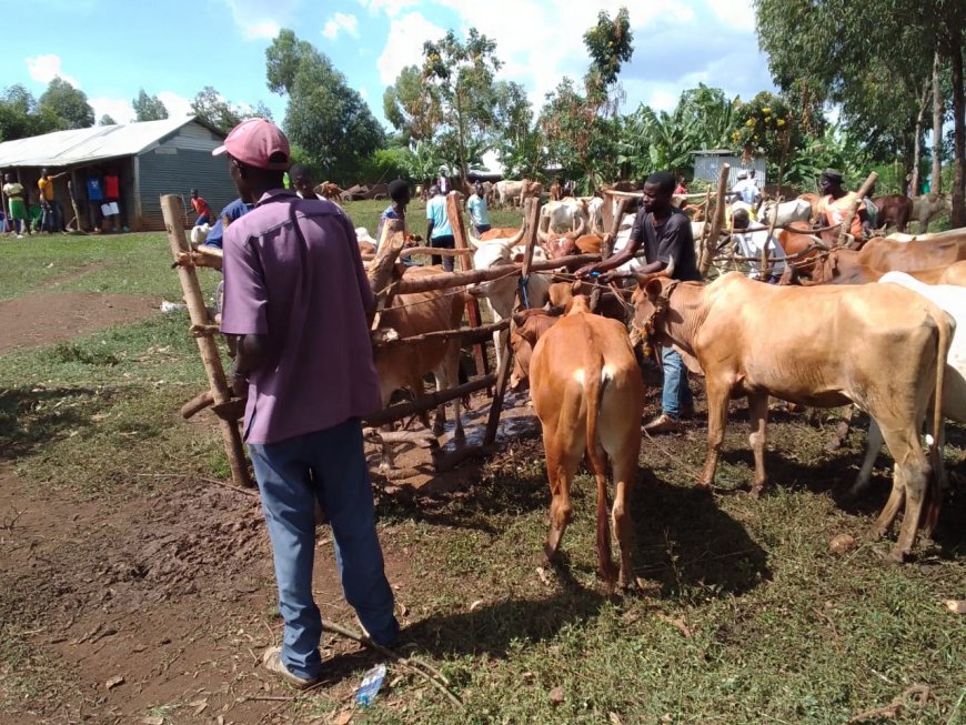 Homa Bay launches vaccination of Domestic Animals to Eradicate Rabies