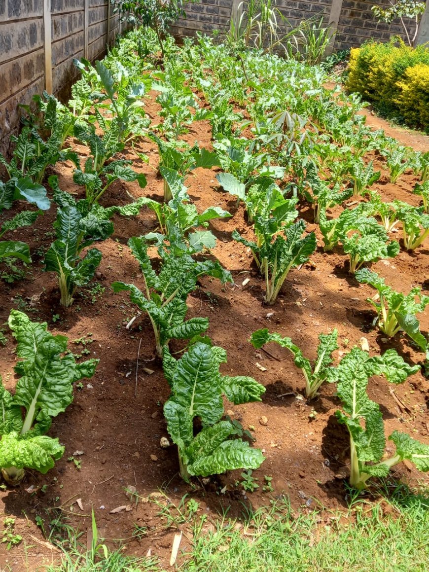 Embrace Kitchen Garden, Says nutritionist