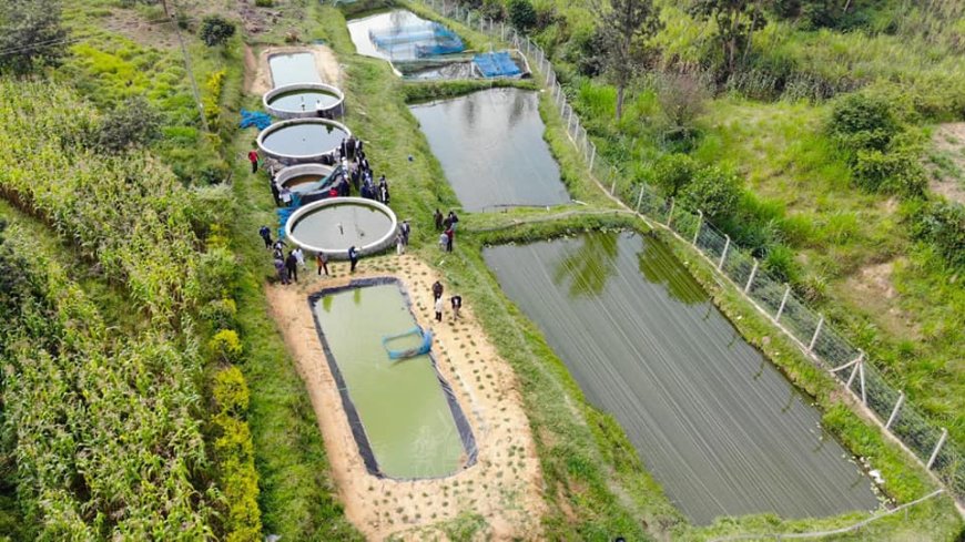 Kakamega Churches to put up fish ponds