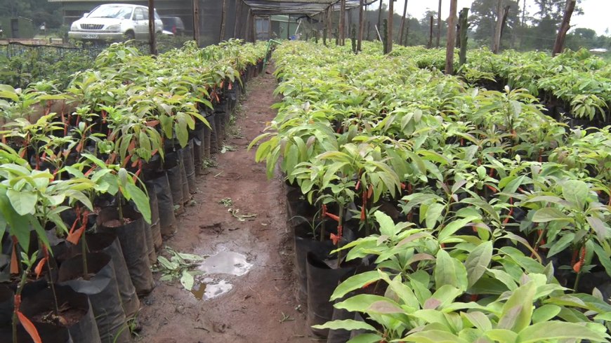 Kakamega farmers form avocado cooperative society