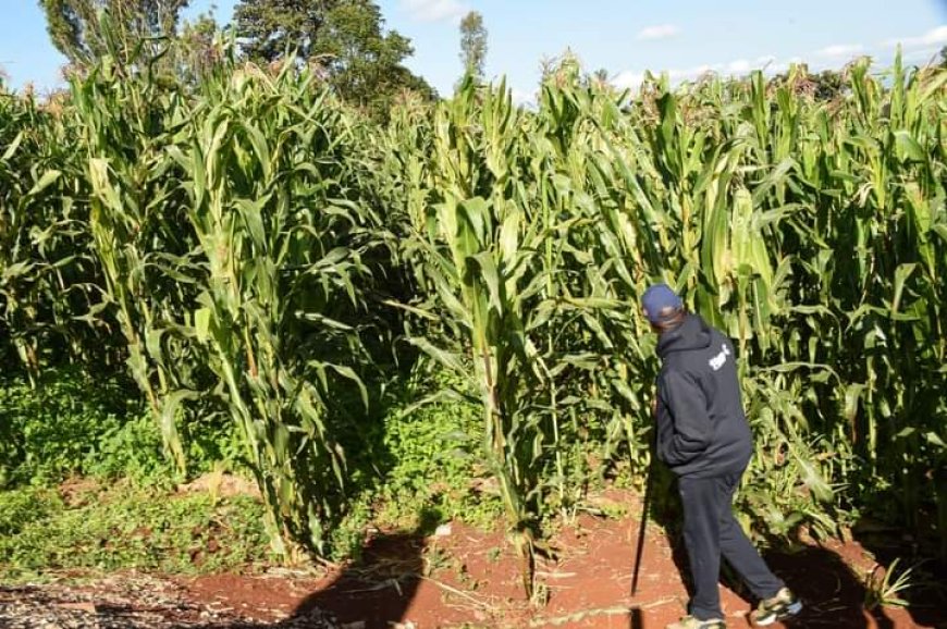 Government to set aside Sh4 billion for purchase of maize