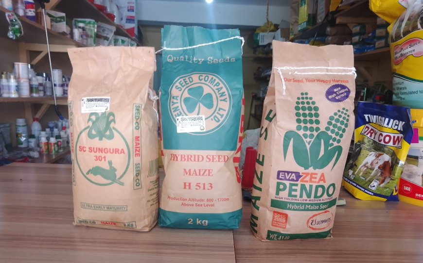 Shortage of certified seeds in Murang'a bites