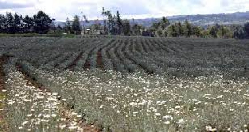 County to spend millions to revamp pyrethrum sub-sector