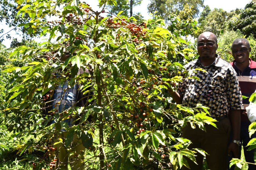 Coffee farming initiative in Uasin Gishu bearing economic fruits for farmers