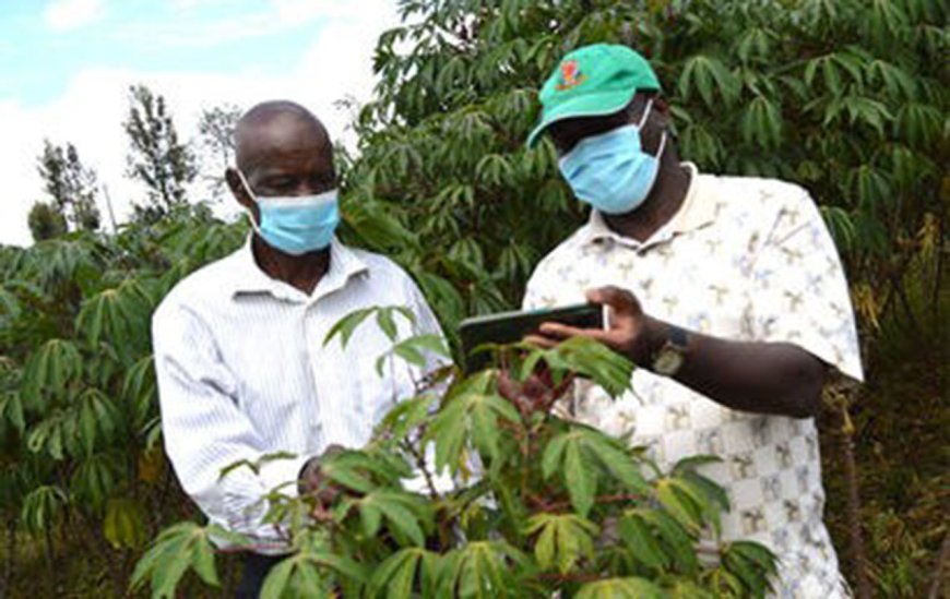 Egerton varsity to promote cassava crop