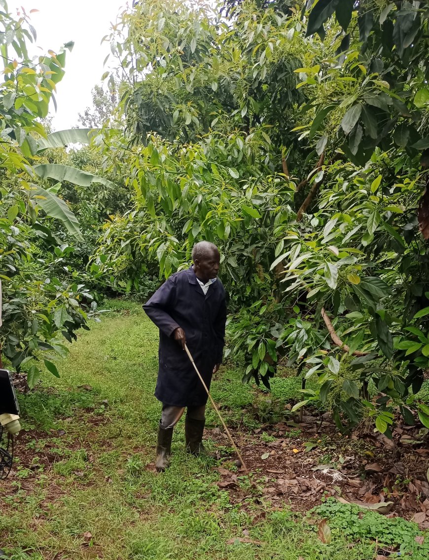 Blind farmer reaping from avocado farming