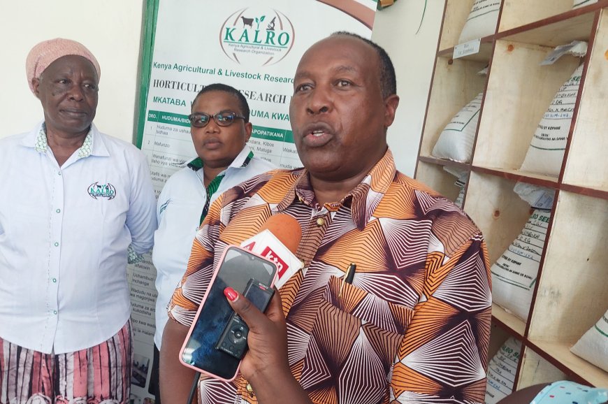 KALRO to promote avocado farming