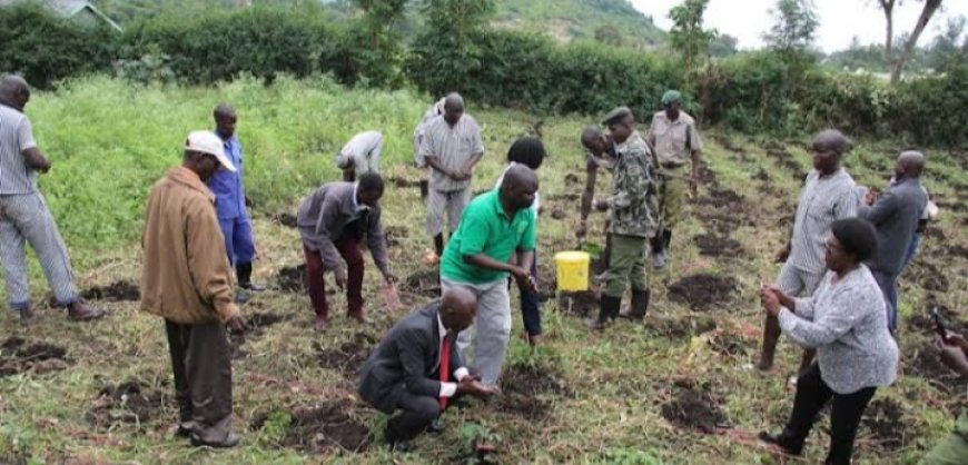 Plant more trees, leaders urge Homabay County residents