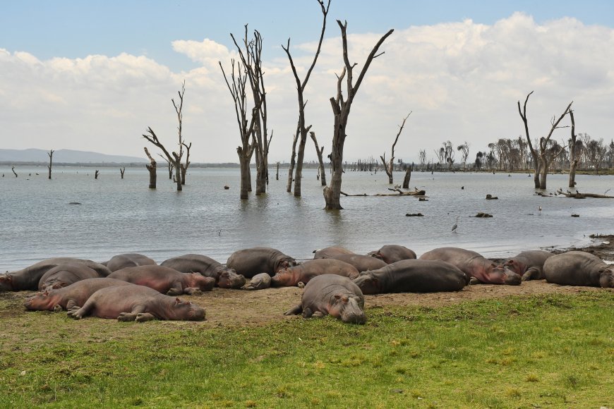 Which way, for Human-wildlife conflict victims in Kenya