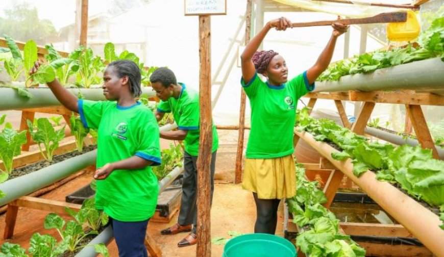 Youths encouraged to embrace agribusiness for food security