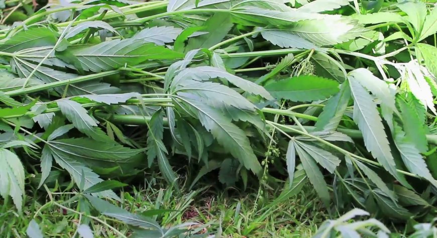 Police In Embu Arrest Man for Planting Bhang in His Compound