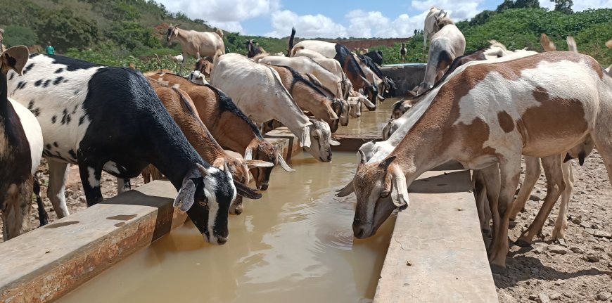 KVDA to plant six million trees in Samburu County