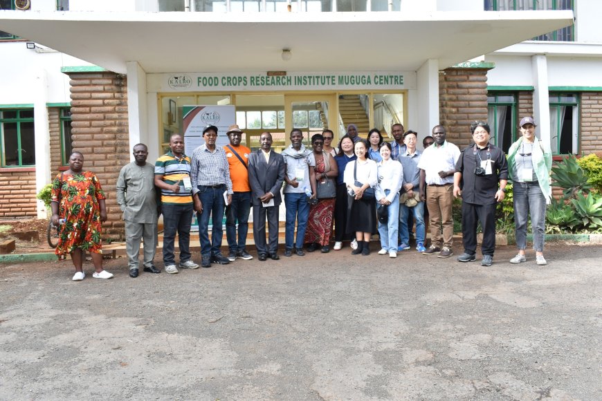 Kenyan and Korean partnership registers success in integrated management of Fall Armyworm