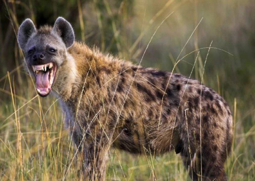 Villages invaded by hyenas in Suba North