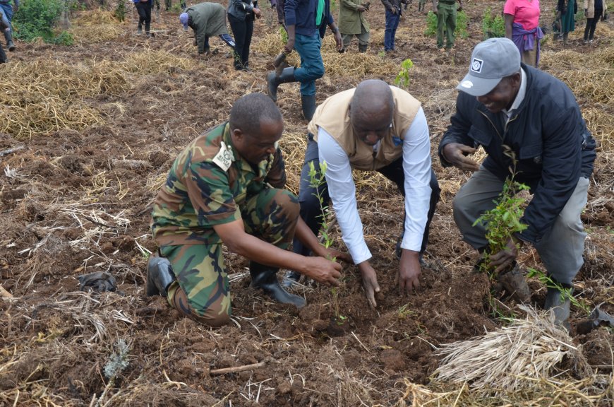 Delayed rains slam breaks on massive afforestation program