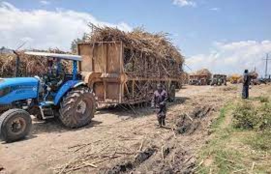 Sugarcane farmers in Trans Mara asked to practice mixed crop farming