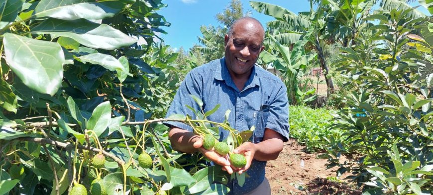 Avocado production to go up