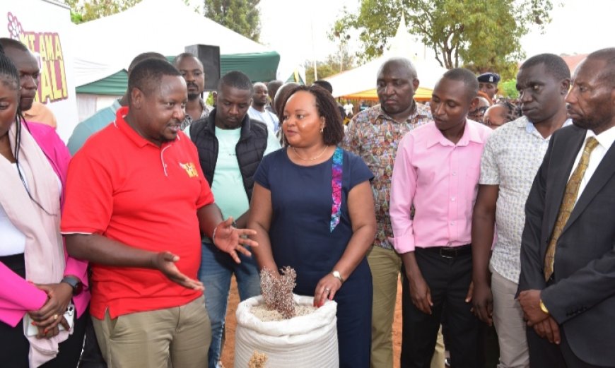 Sorghum farming is becoming an alternative in Mwea