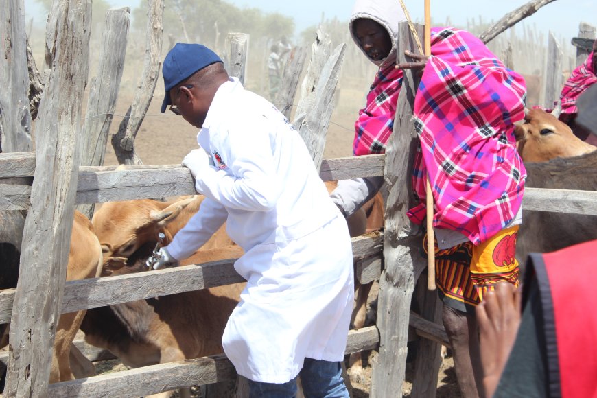 About 2600 livestock vaccinated against anthrax at Edonyo Narasha