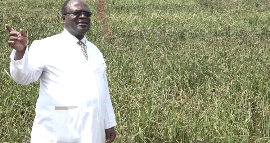 Millet farming gains roots in western