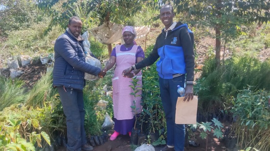 Tree seedling traders reap high profits