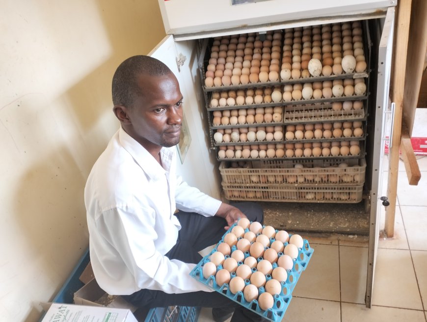 Running a hatchery in Kenya today is a lucrative business, entrepreneur