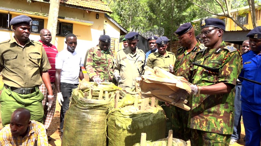 Migori Police confiscate Sh1 million bhang