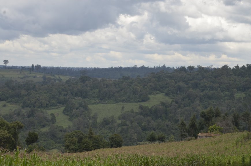 Ogiek community plead not to be evicted from forest land