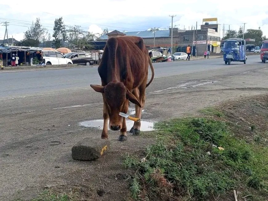 Public uproar as woman stabs bull