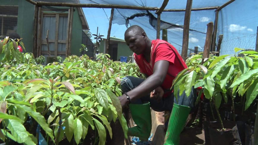 Organization to establish Avocado processing plant in Kakamega