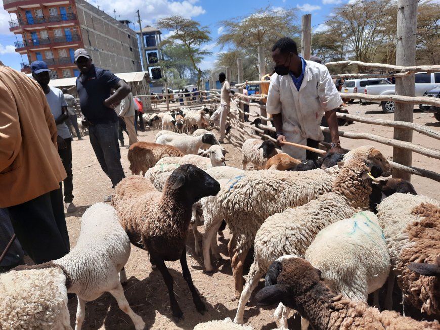 Livestock prices soar as supply diminishes