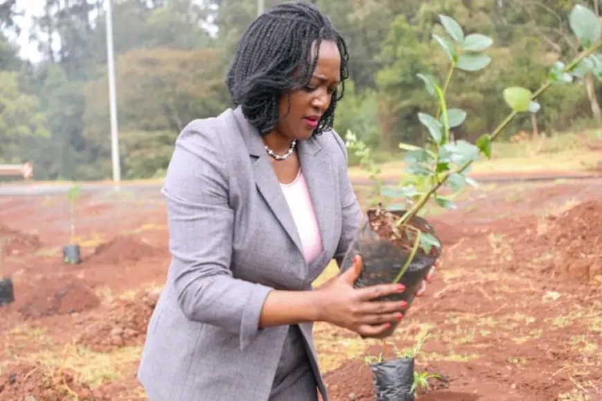 State targets to plant over 10 million trees under the Jaza Miti program