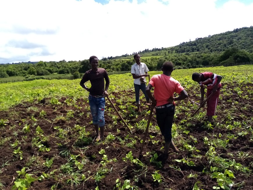 Loita Farmers Harness Short Rains for Increased Food Production