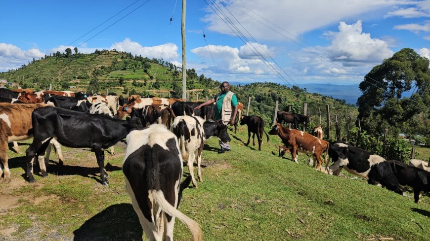 Elgeyo Marakwet distributes heifers to boost milk production