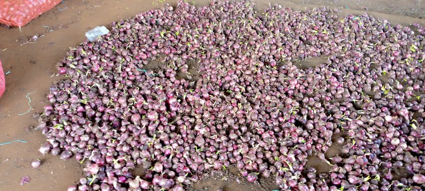 Onion traders counting losses following the rotting of the produce due to persistent rains