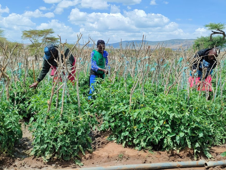 KVDA focuses on water availability to encourage diversification in the Kerio Valley basin