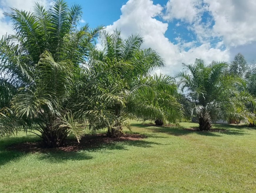 Retired teacher reaping from palm oil production