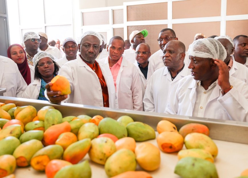 Sh245 million mango plant for Tana River