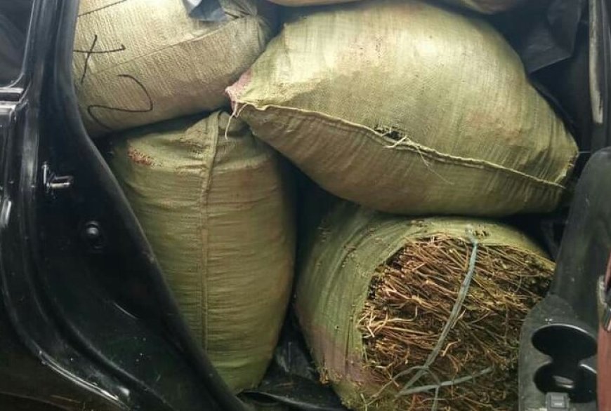 Police nab suspected bhang worth Sh17 million in Kisii