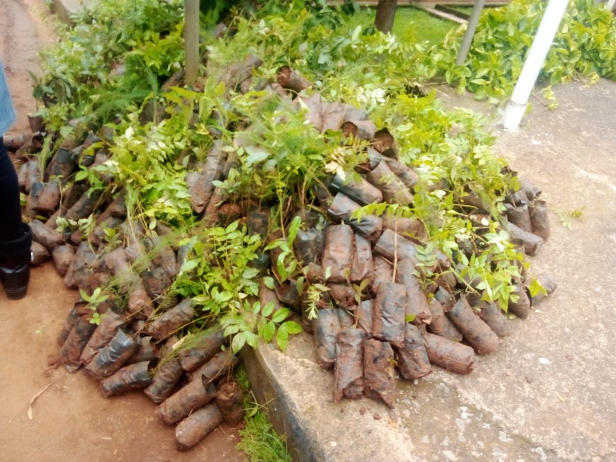 Over 100,000 trees to be planted by stakeholders in Kisii