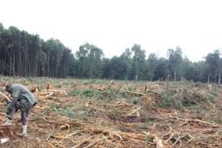 Marakwet West Deputy County Commissioner advocates for tree planting as a penalty for illegal logging