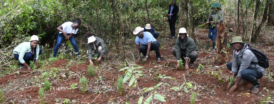 Nairobi Plants 110,000 Trees in Marking the National Tree Planting Day