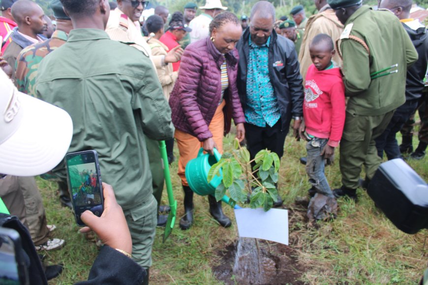 CS urges residents to ensure trees reach maturity