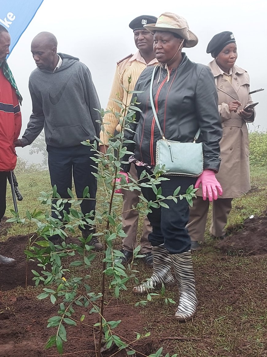 Grow fruit trees for future generations, Yiapan