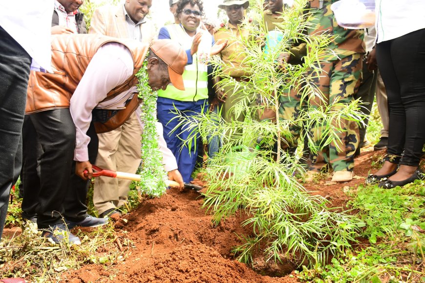 Kericho County Targets to Plant 163 million trees by the year 2032