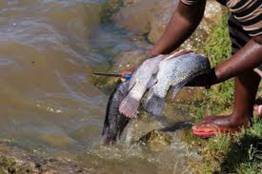 KWS to crack down on illegal fishing