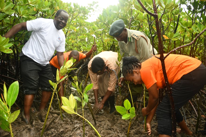 KMA commits to cover 25 acres with mangroves trees in Kilifi