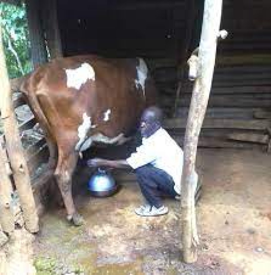 Kakamega County allocates 591 million shillings for livestock development