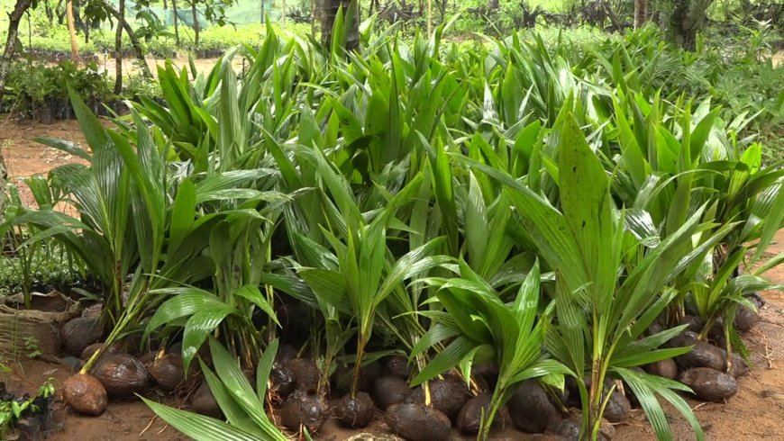 Kilifi County encourages residents to plant fruit trees